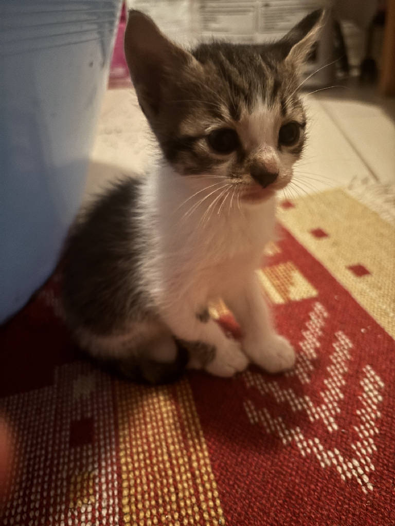 Kedi