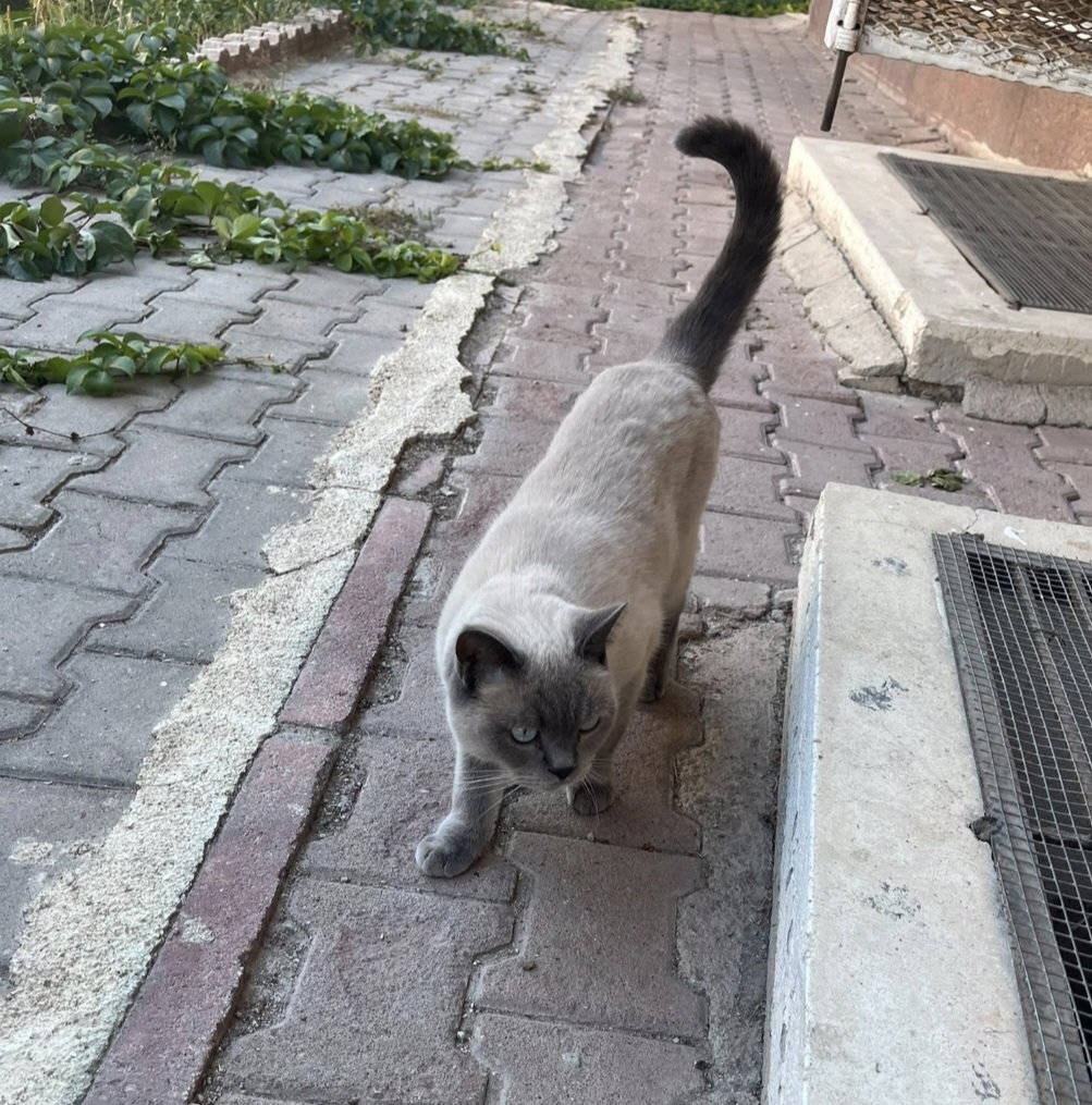 Adı bilinmiyor