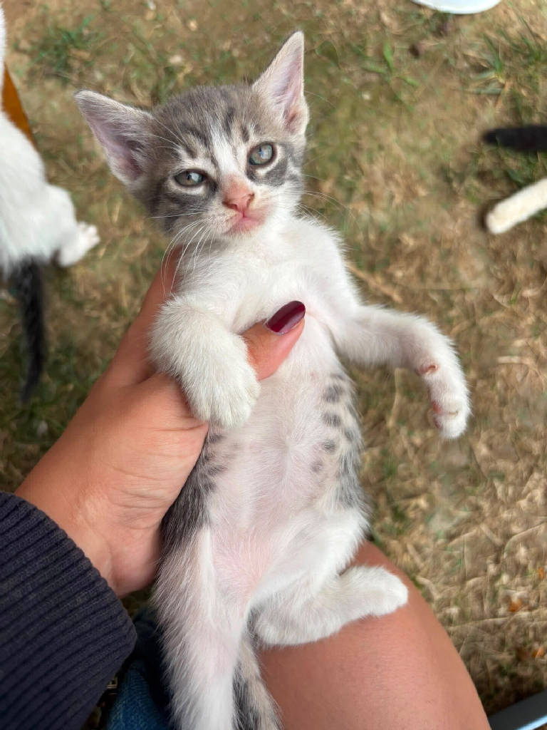 Sütlaç