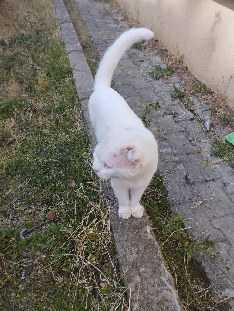 Kedi