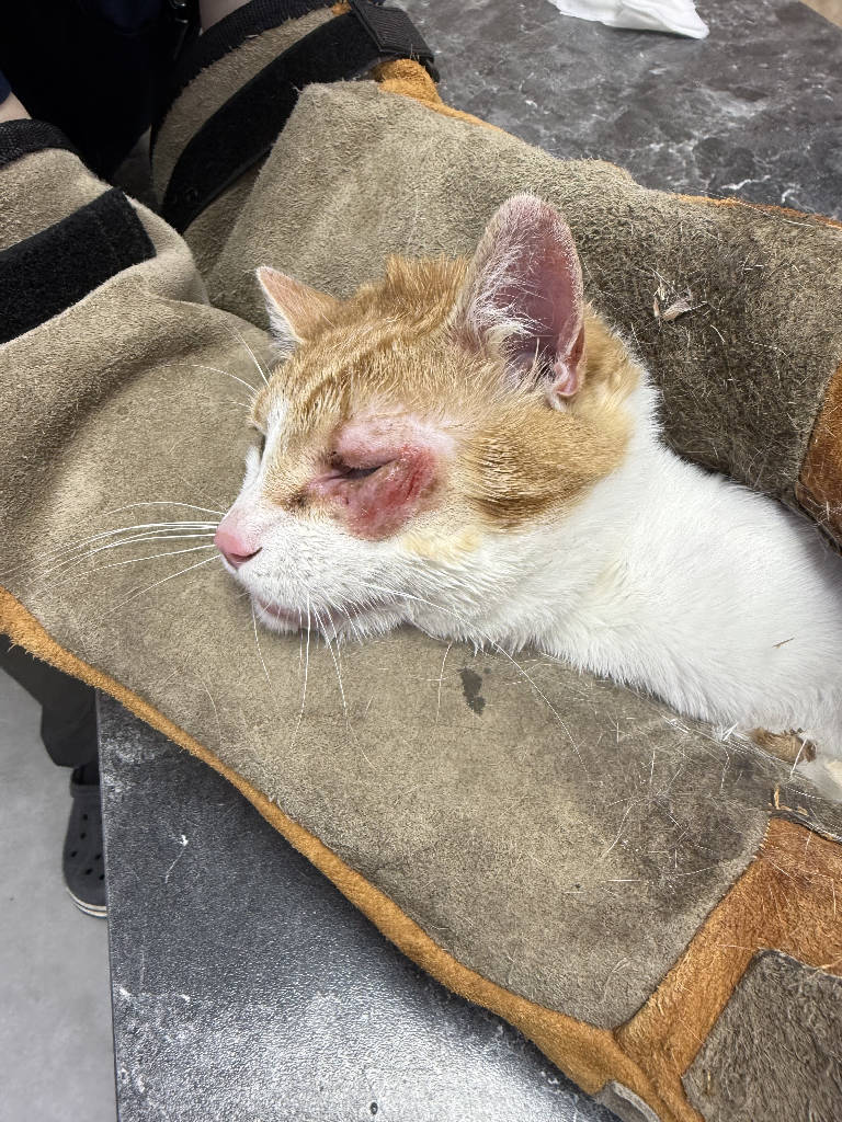 MANDALİNA - Kedi ilanı İstanbul
