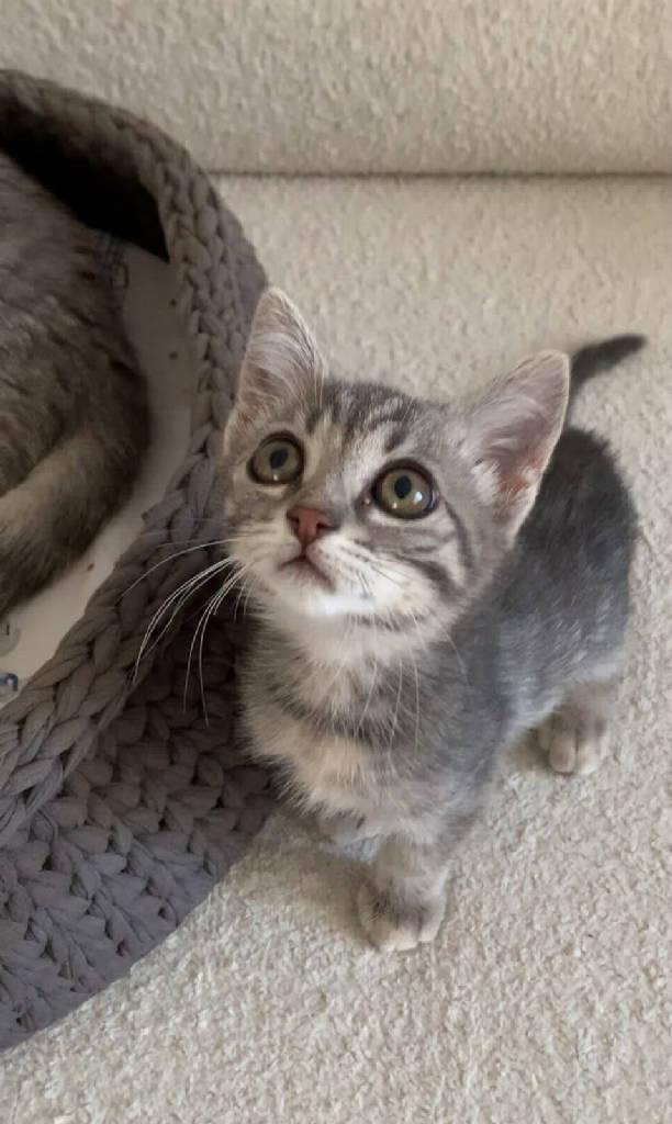 luna