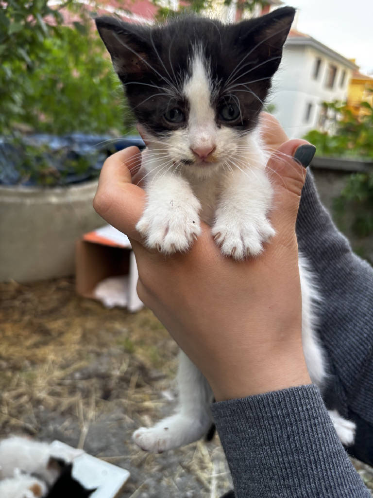 zoro