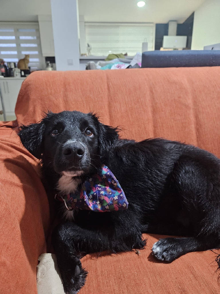 BUDDY