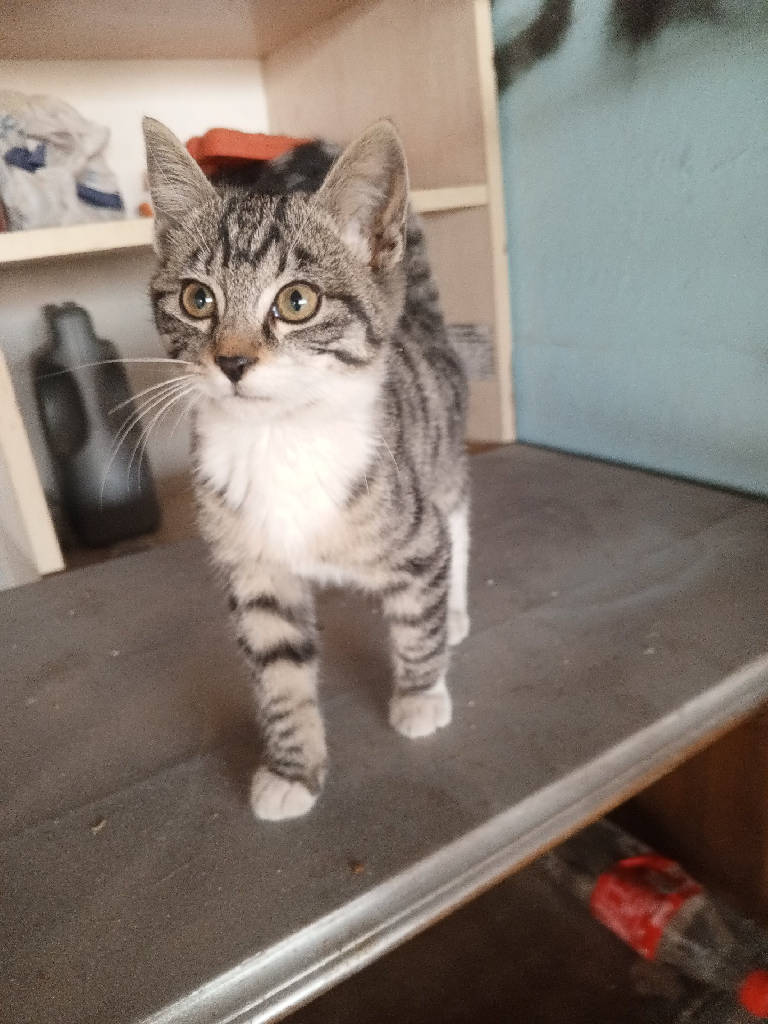Kedi