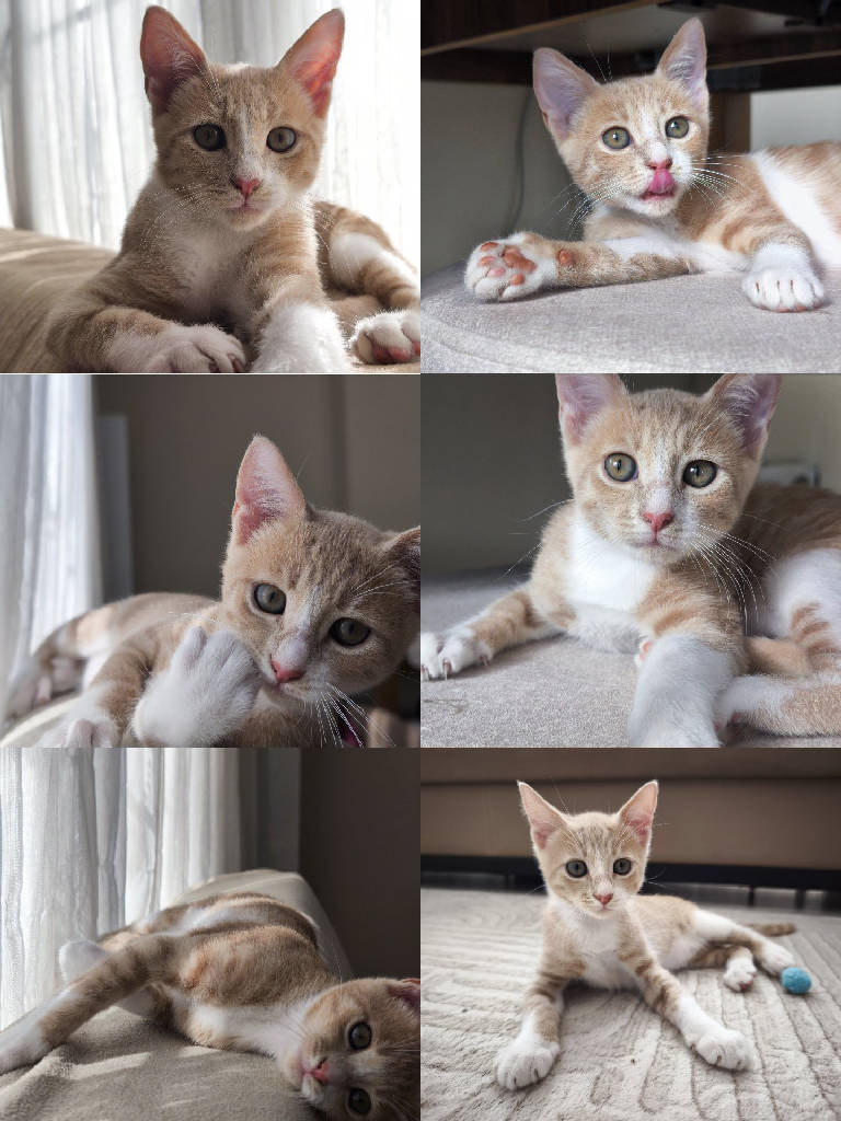 Kedi