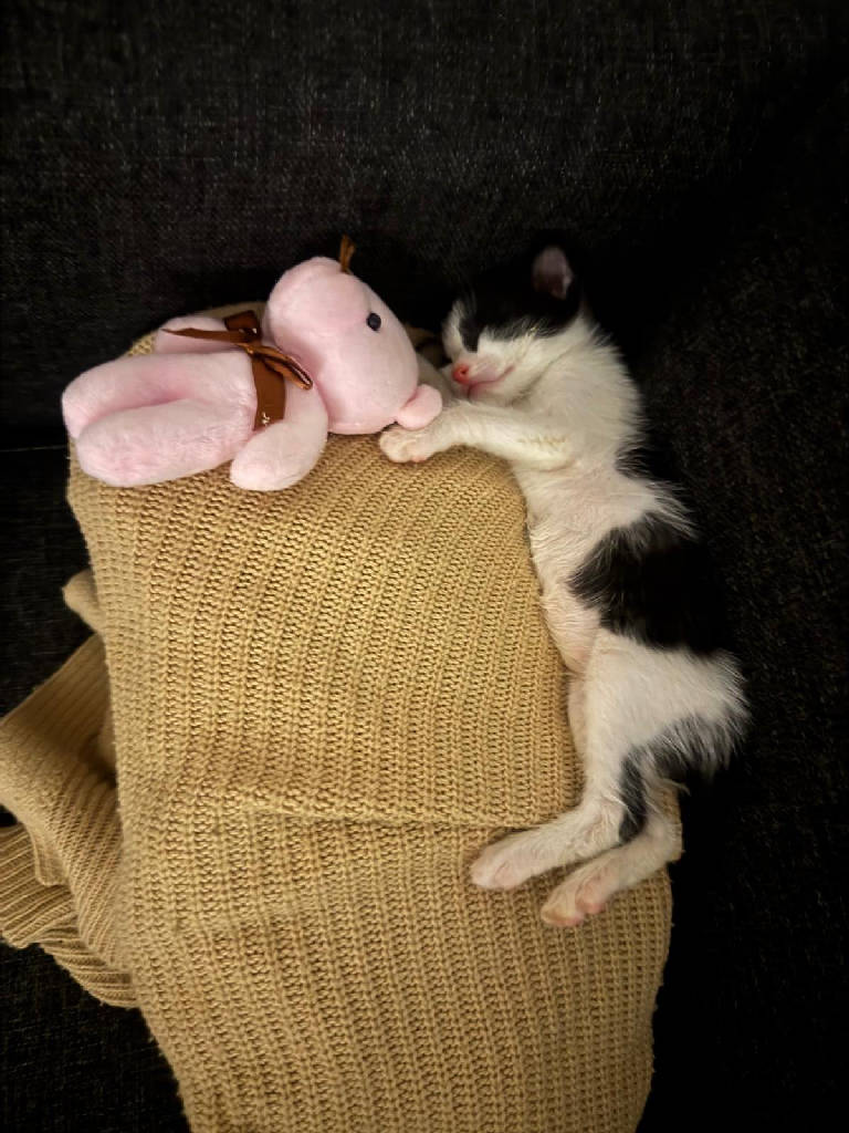 Oreo