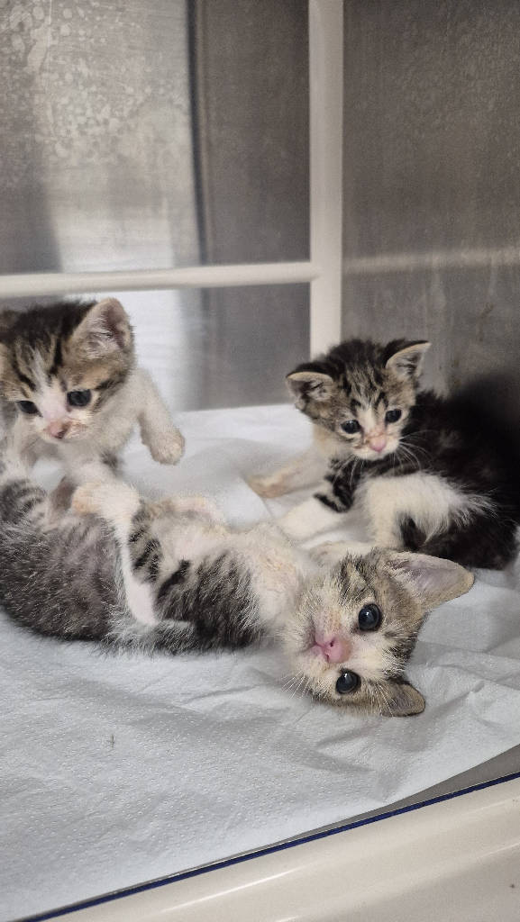 Kedi