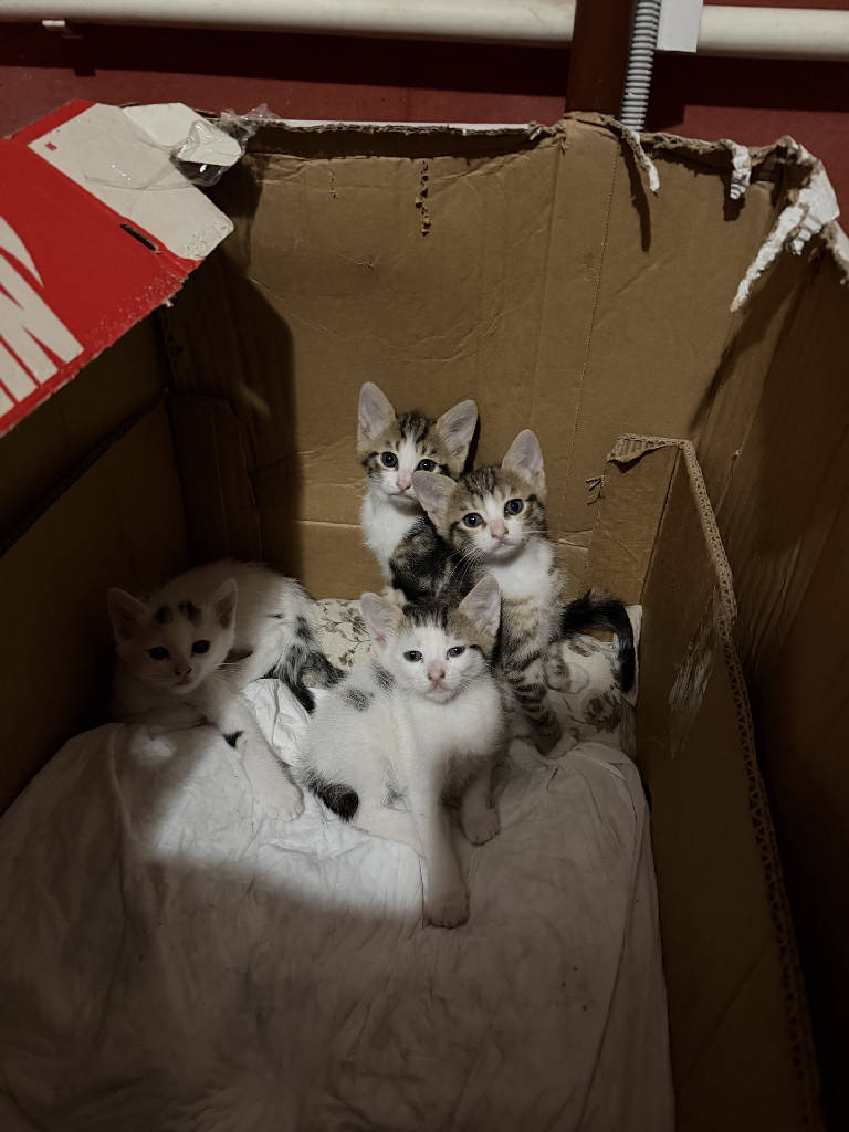 Kedi
