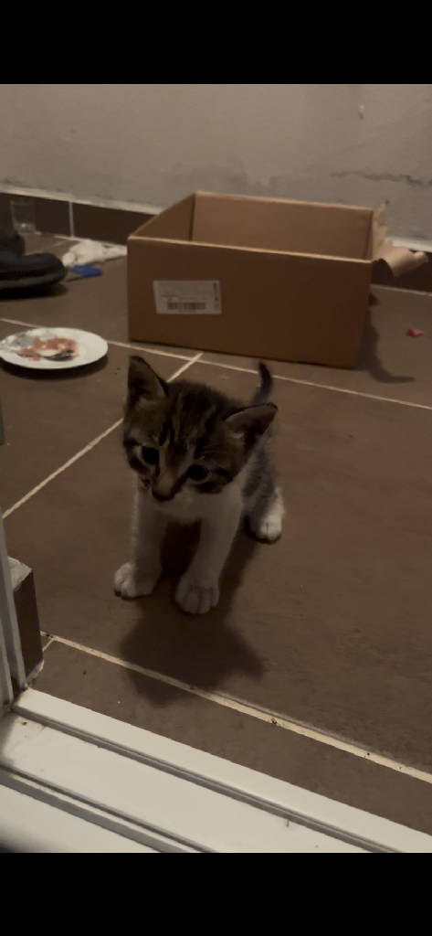 Kedi
