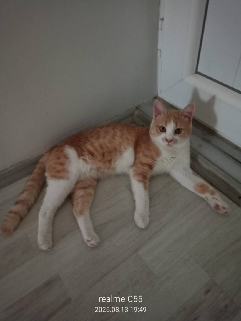 Gırgır