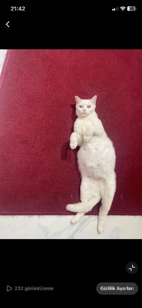 pamuk