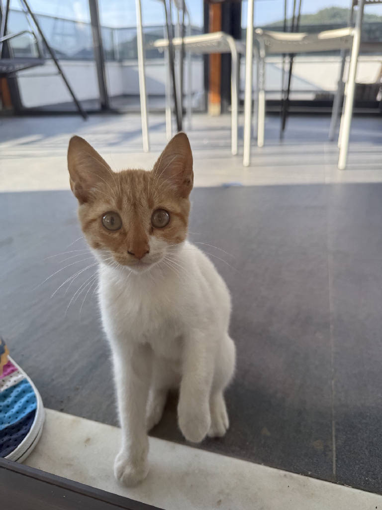 Kedi