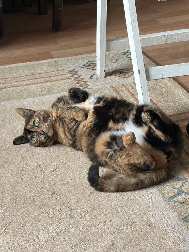 Madi