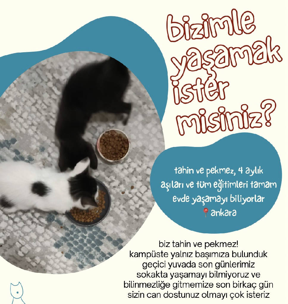 tahin ve pekmez