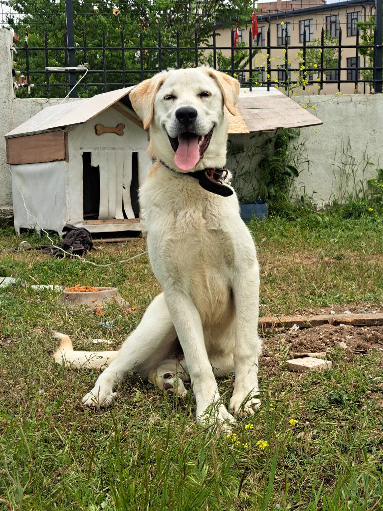 Odın - Köpek ilanı Ankara