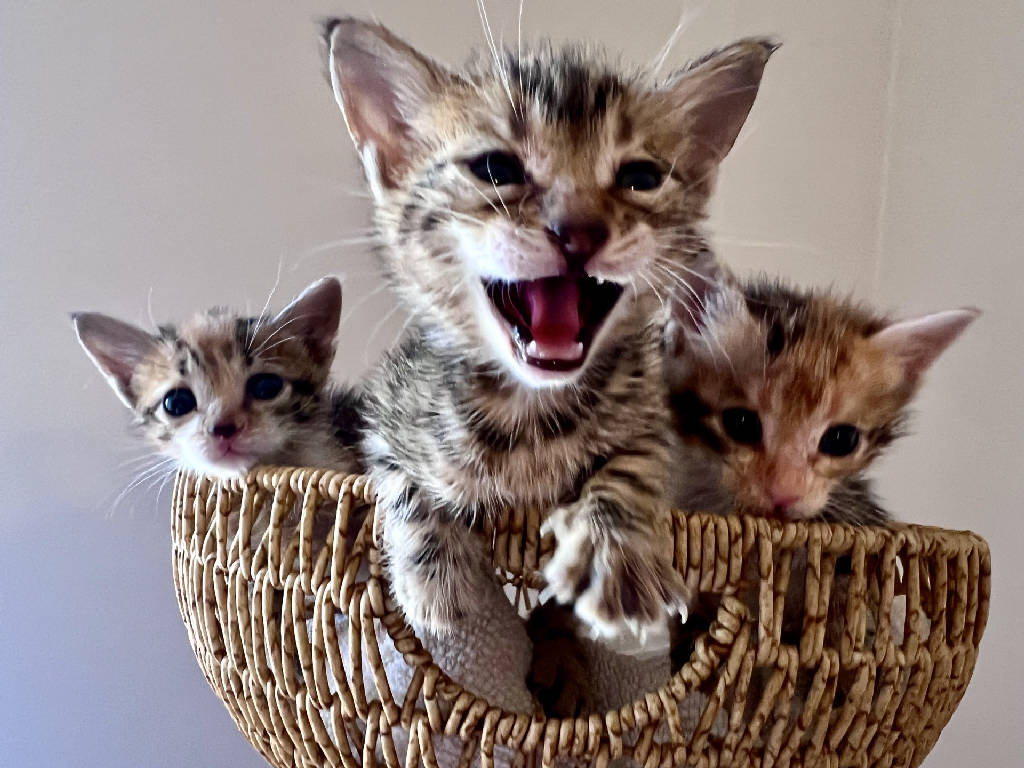 Bonbon, Rüzgar ve Tiffany