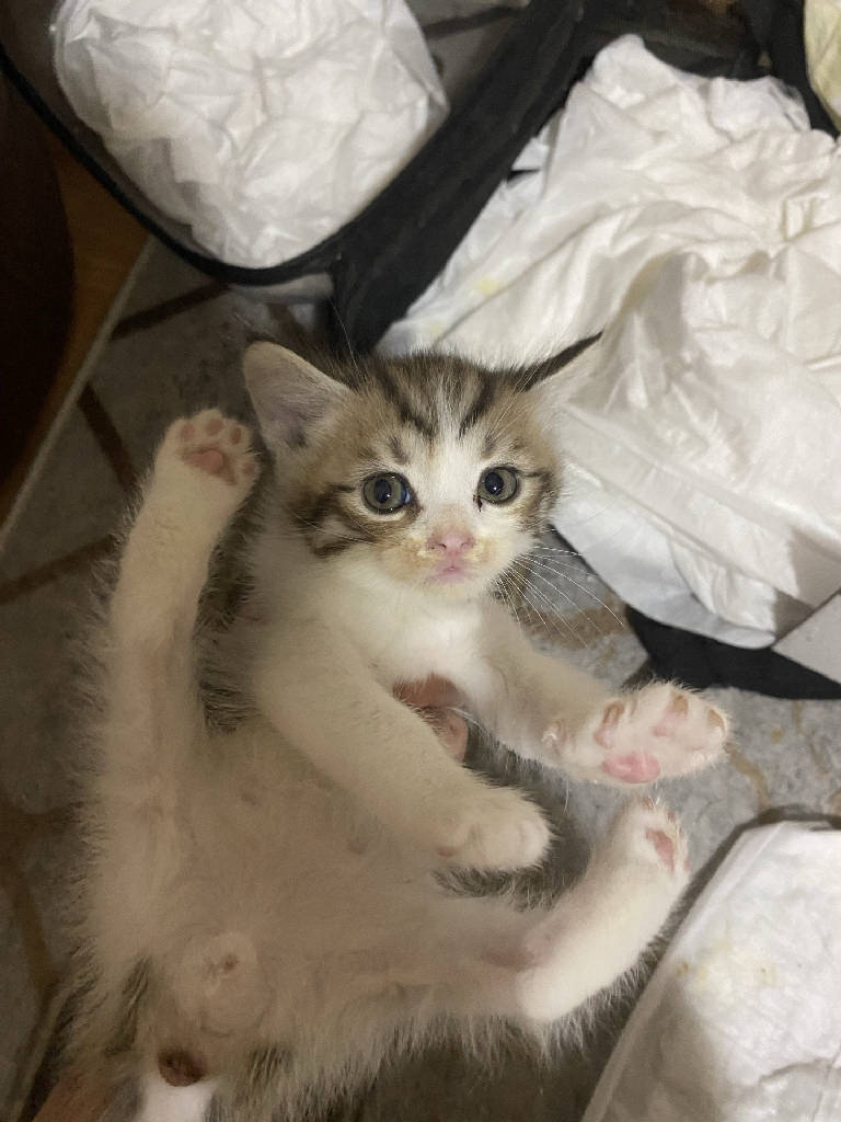 yavru kedi