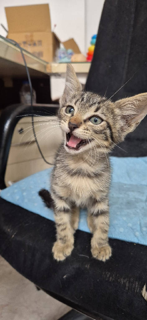 Kedi