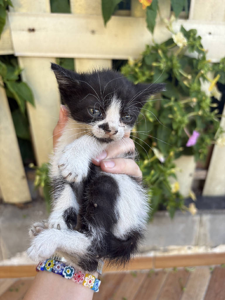 Kedi