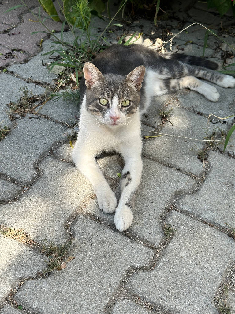 Duman