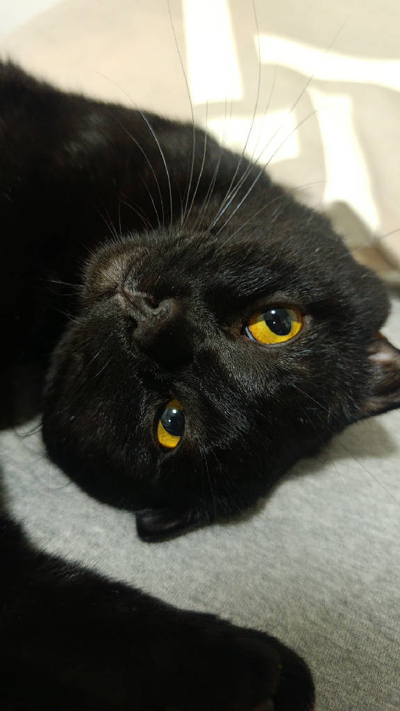zeytin