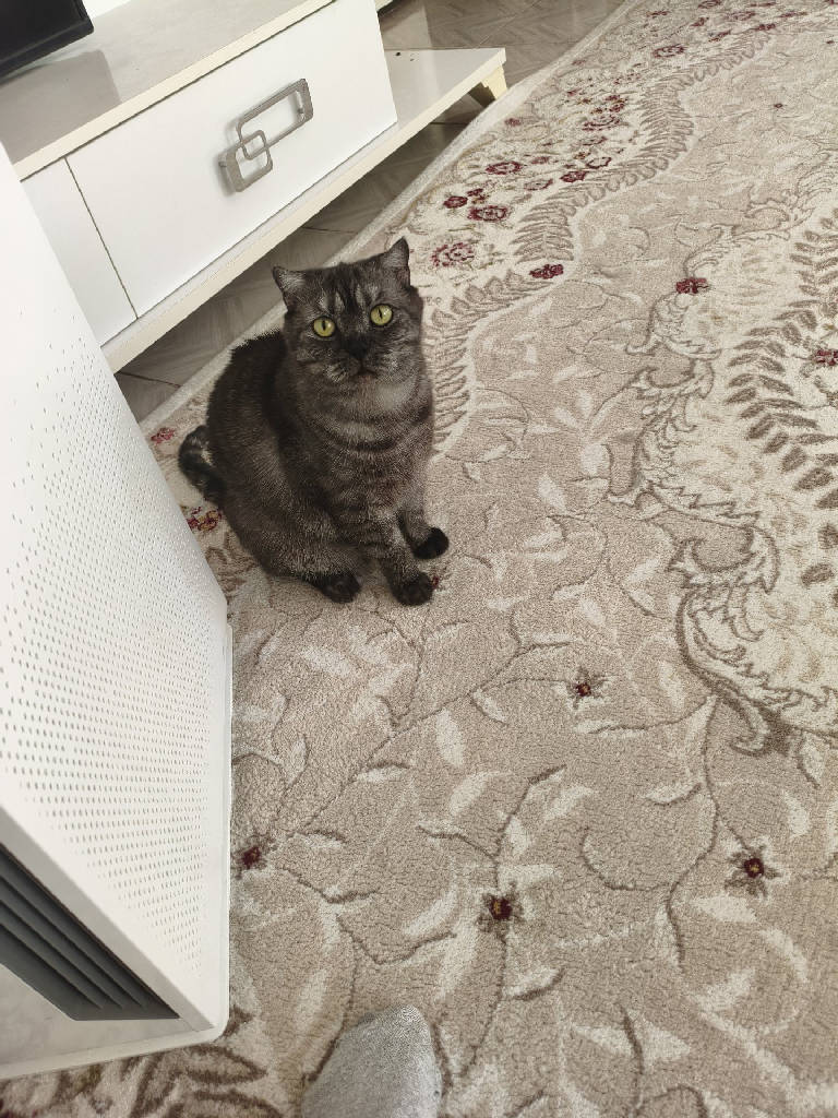 Molly