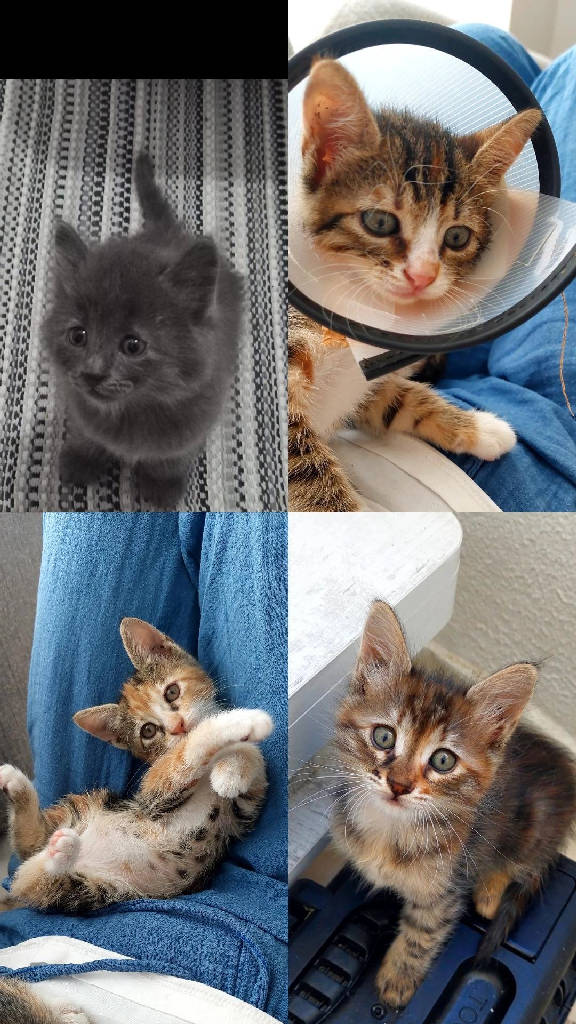 4 dişi kardeş