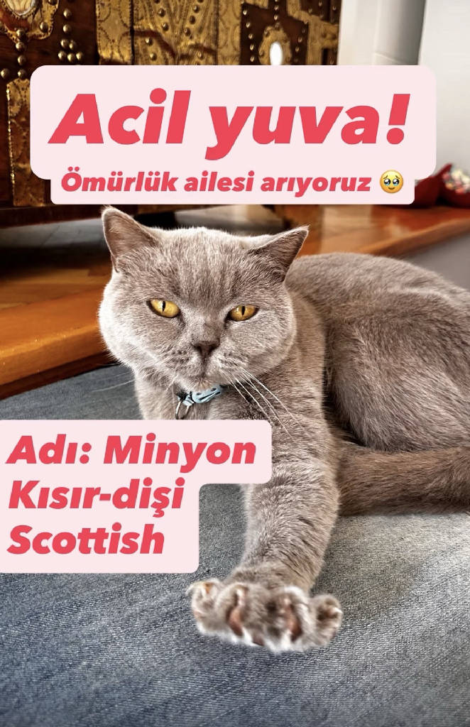 minyon