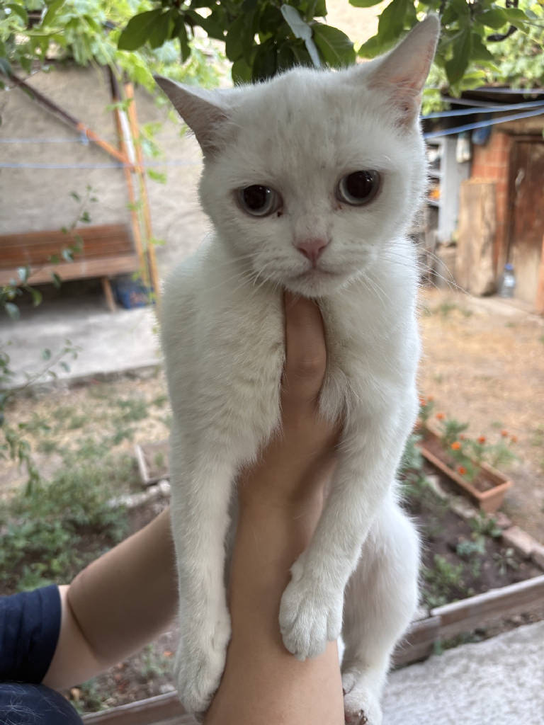 Kedi