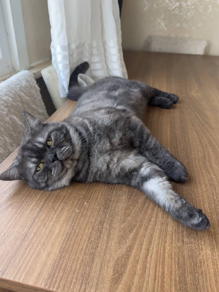 Kedi