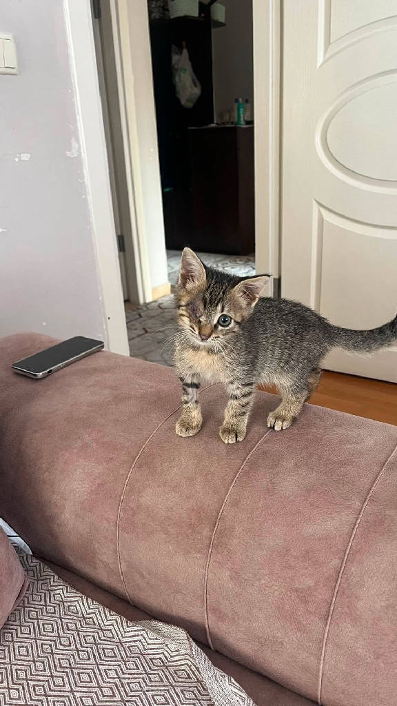 Kedi