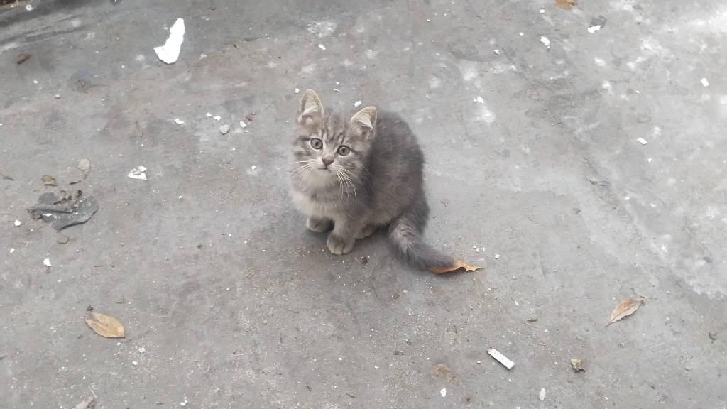 bir adı yok