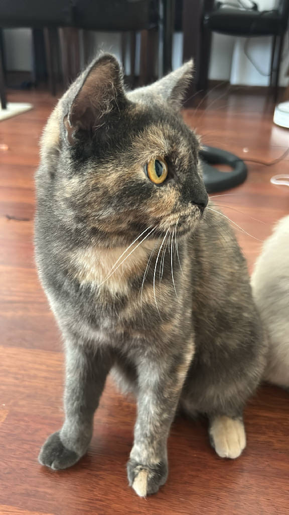 karamel