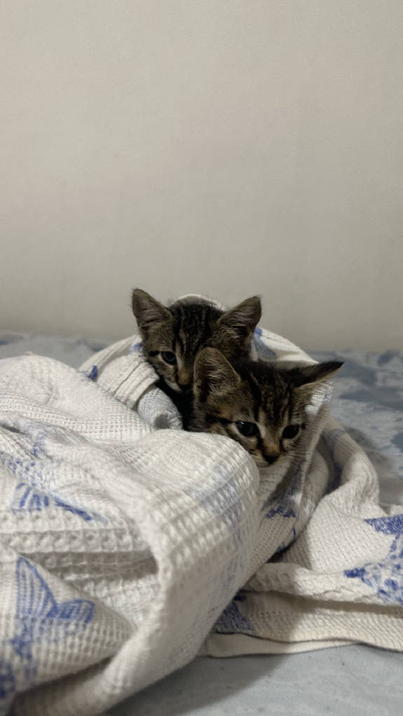 kedi