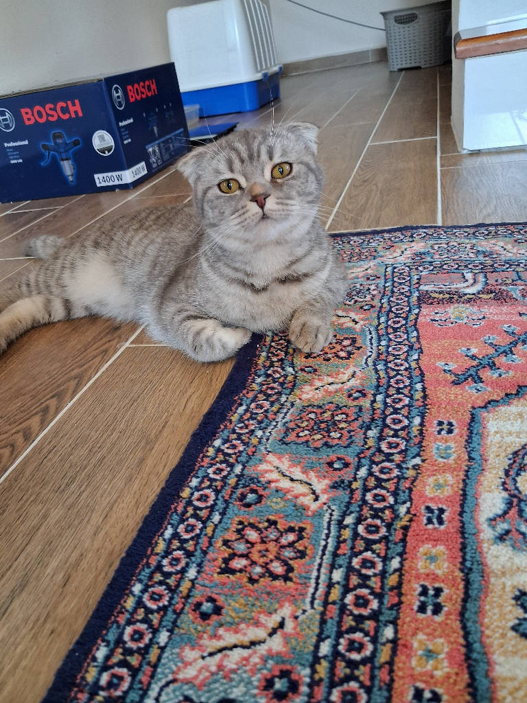 ponpon - Kedi ilanı Eskişehir