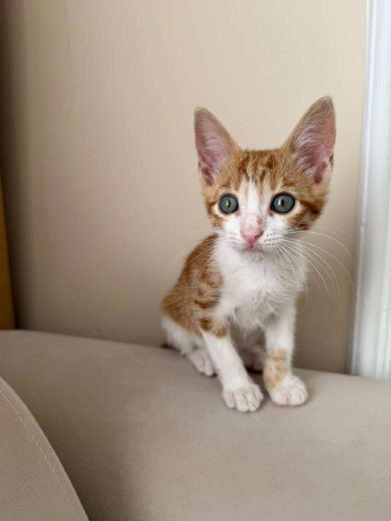 Kedi