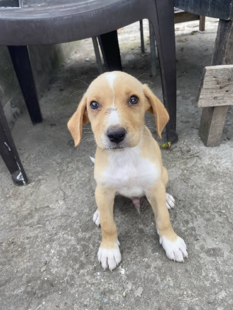 Köpek