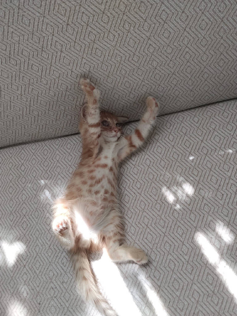leon