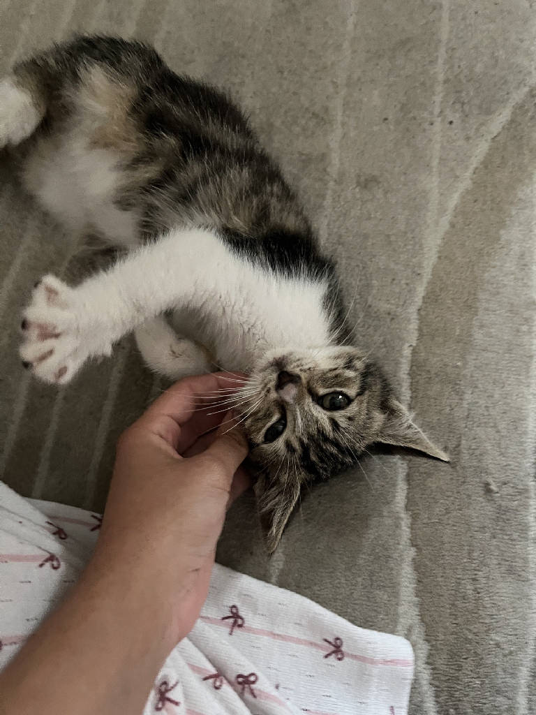 nohut — Kedi · Eskişehir · yuva buldu