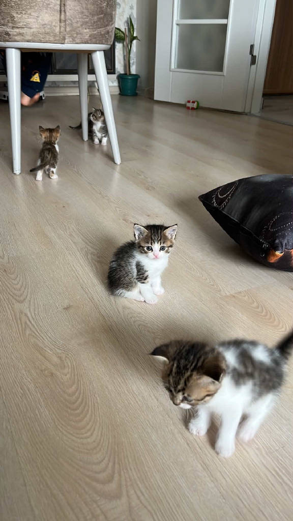 Kedi