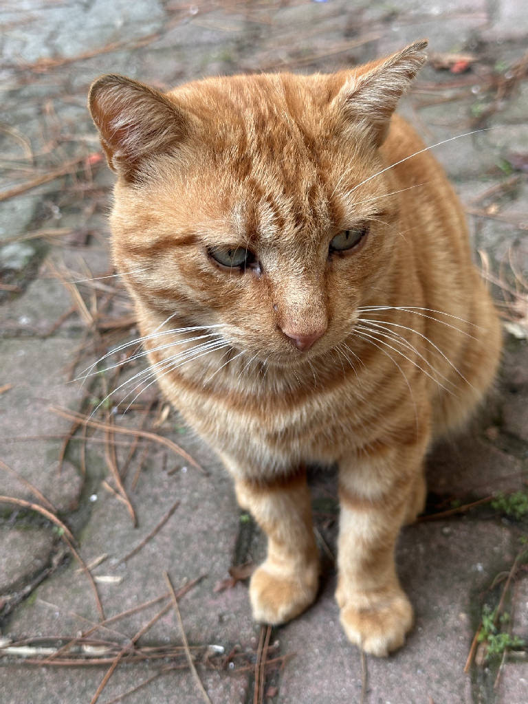 Sarış