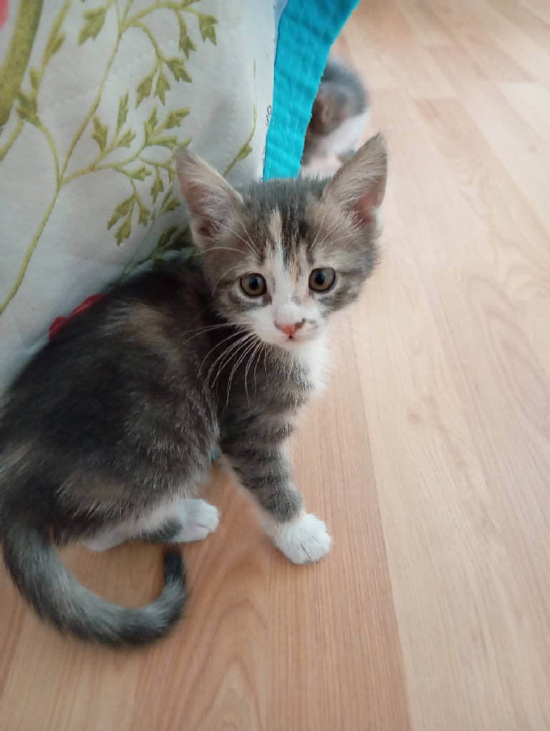 Kedi