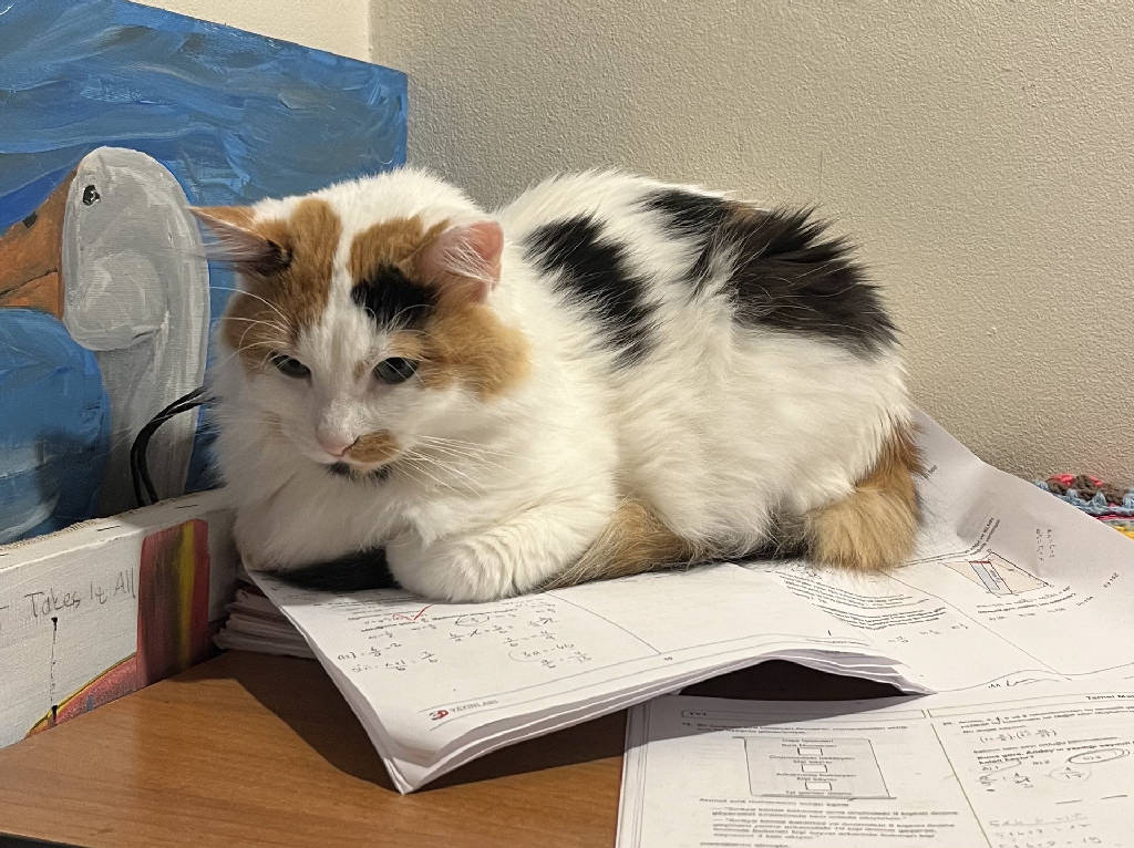 Kedi