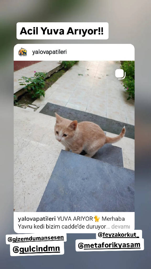 Kedi