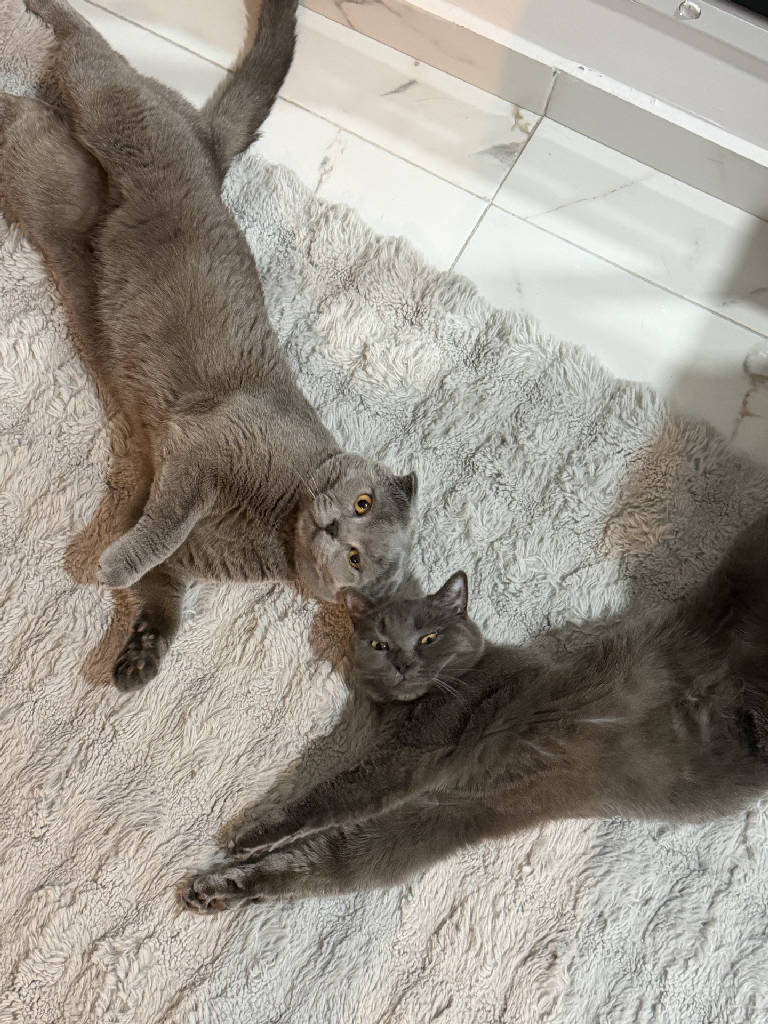 Kedi