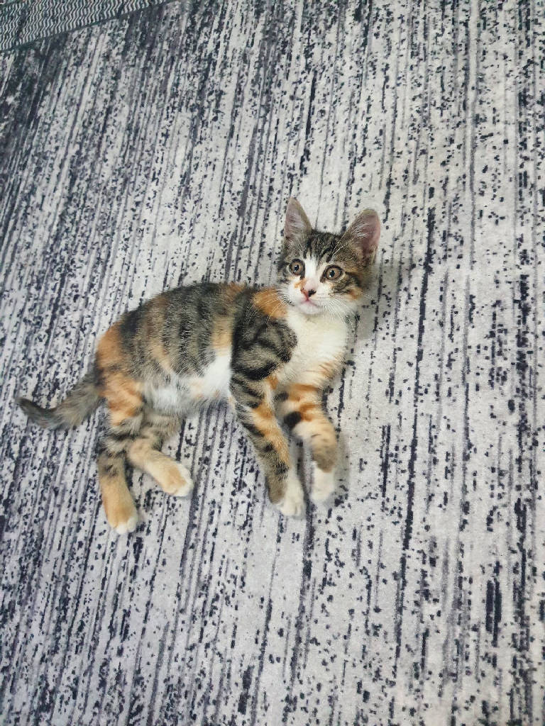 Mia