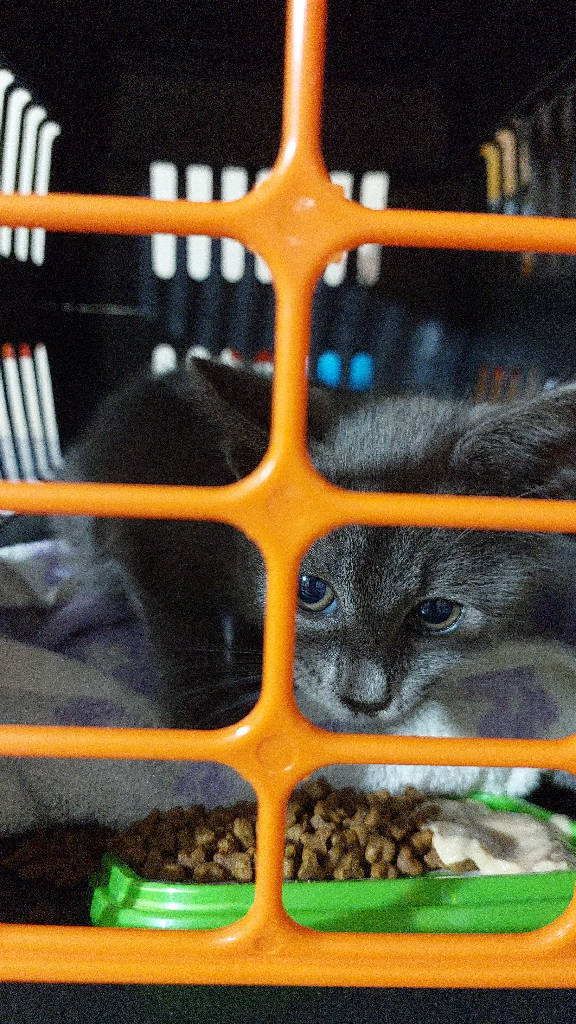 Kedi