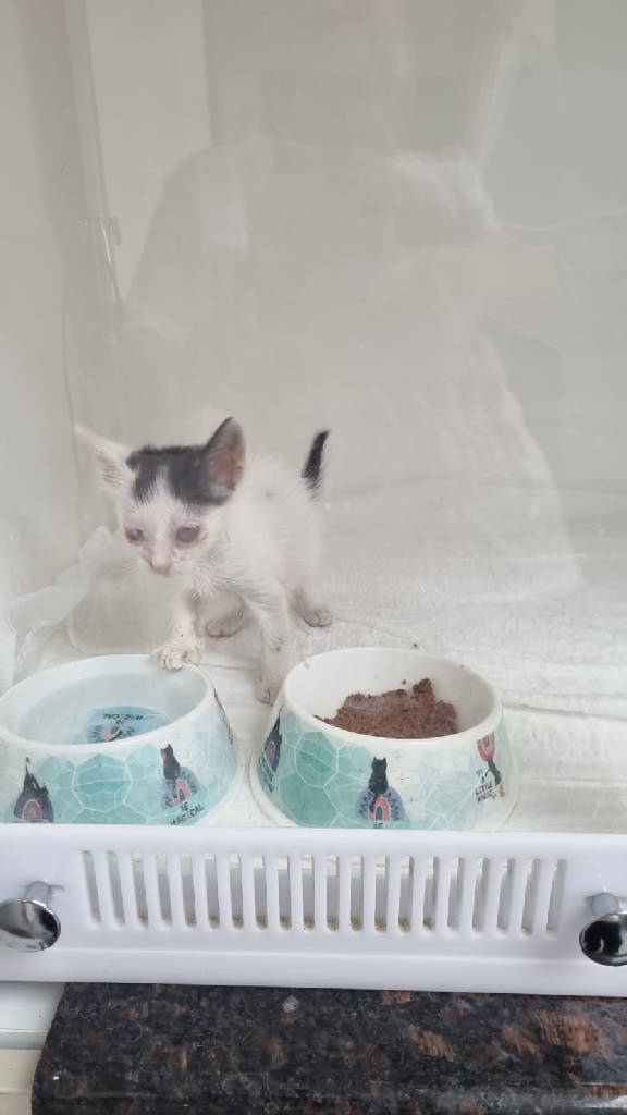 Kedi