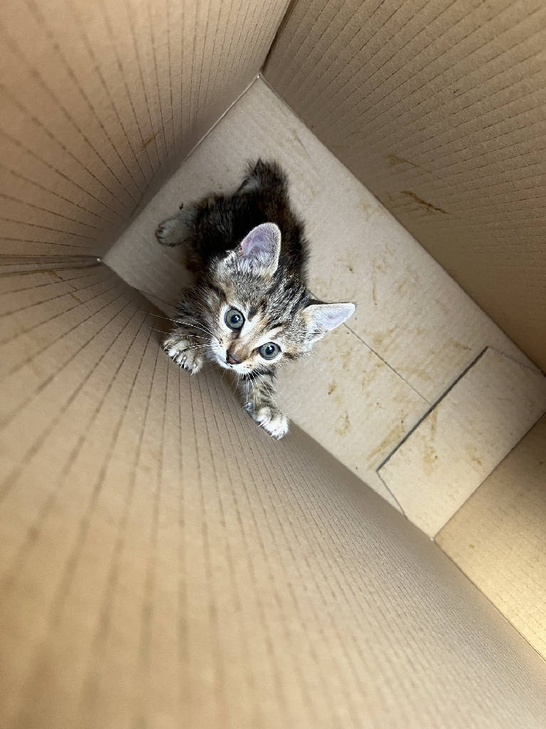 minik